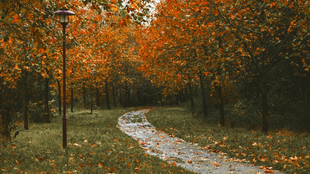 a path in the middle of a forest with lots of trees