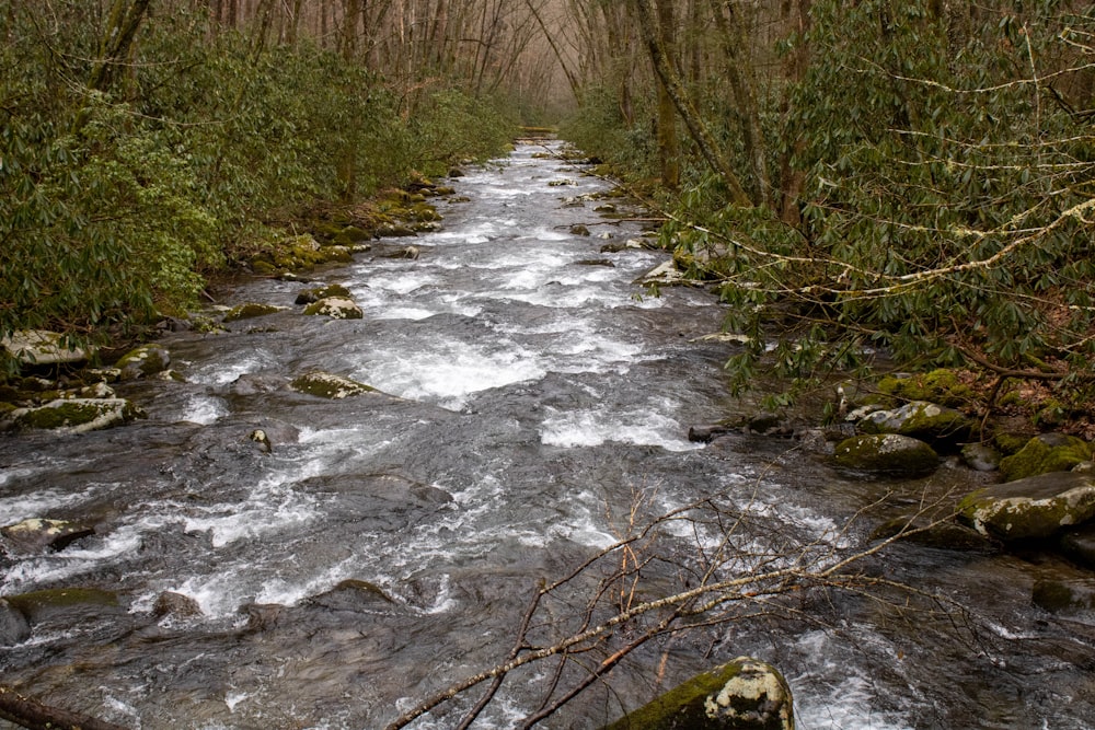 a river running through a forest filled with trees