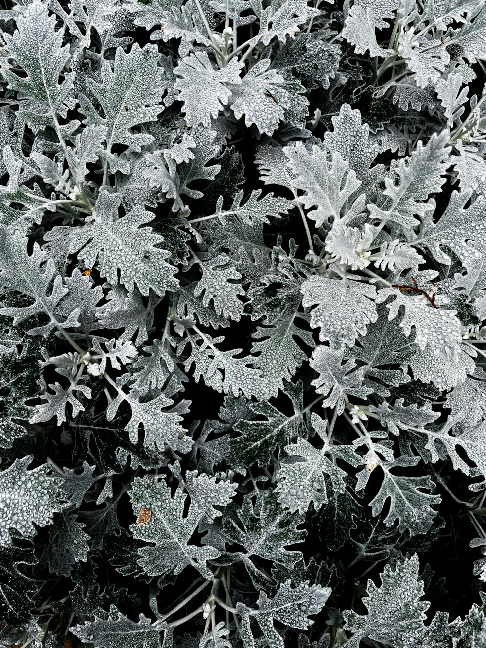 a close up of a plant with frost on it