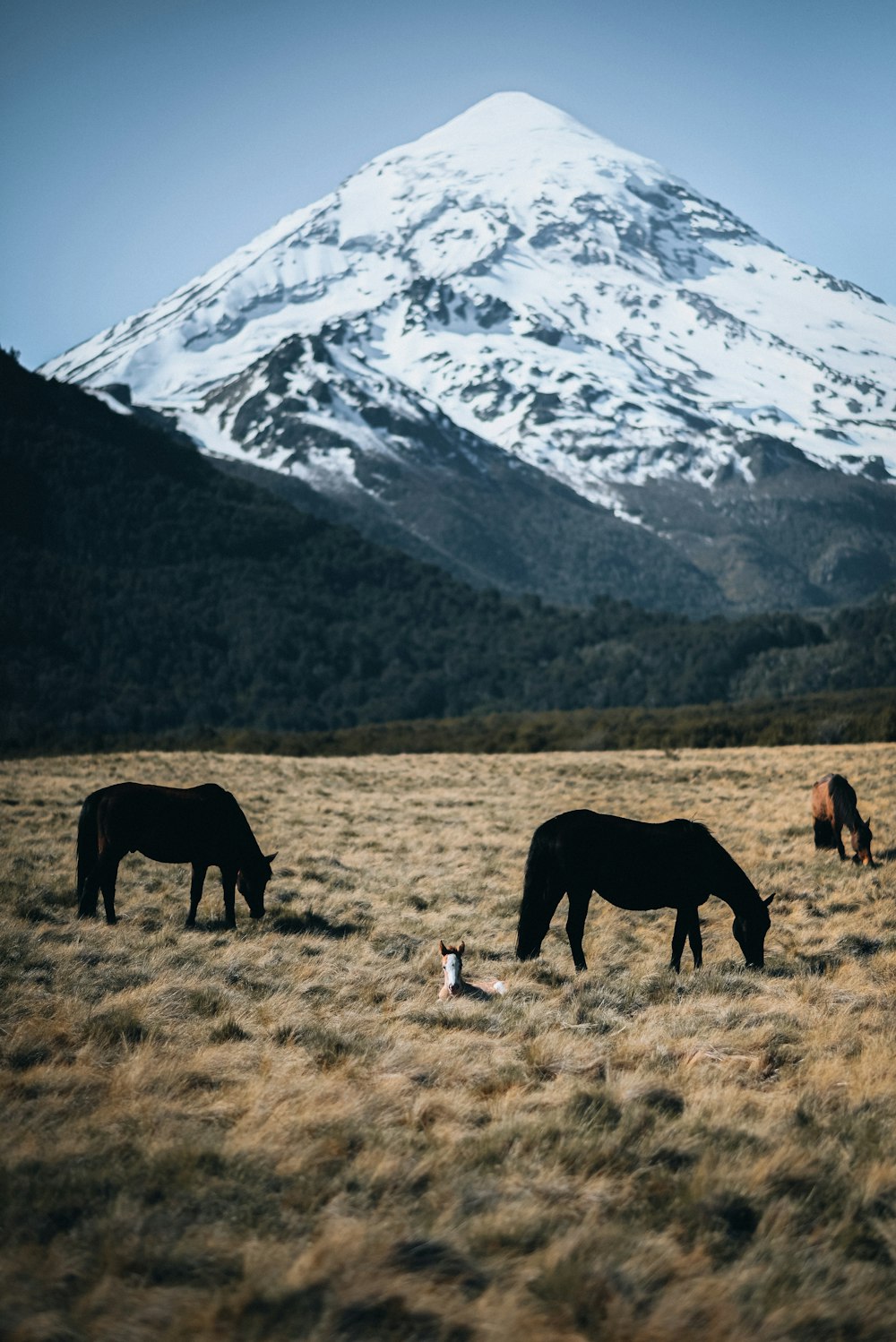 three horses grazing in a field with a mountain in the background