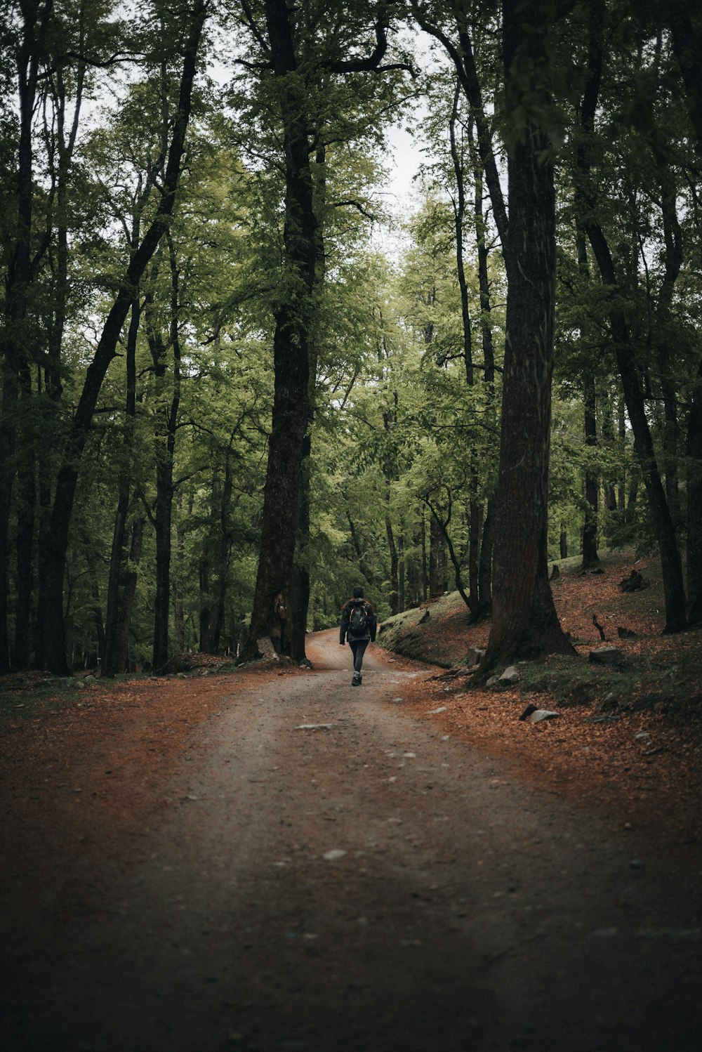 a person walking down a path in the woods