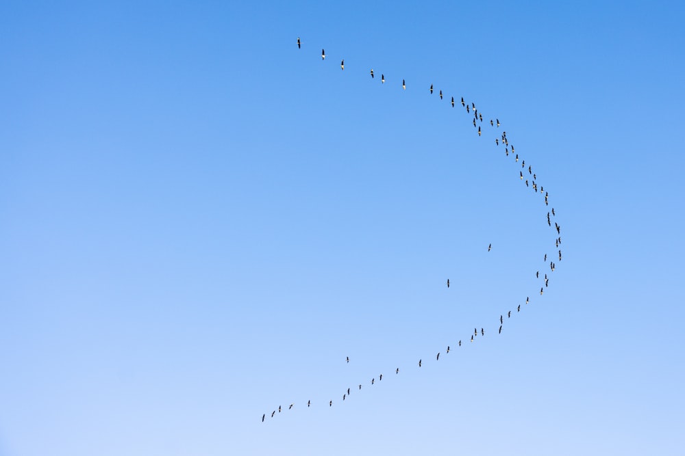 a long line of birds flying in the sky
