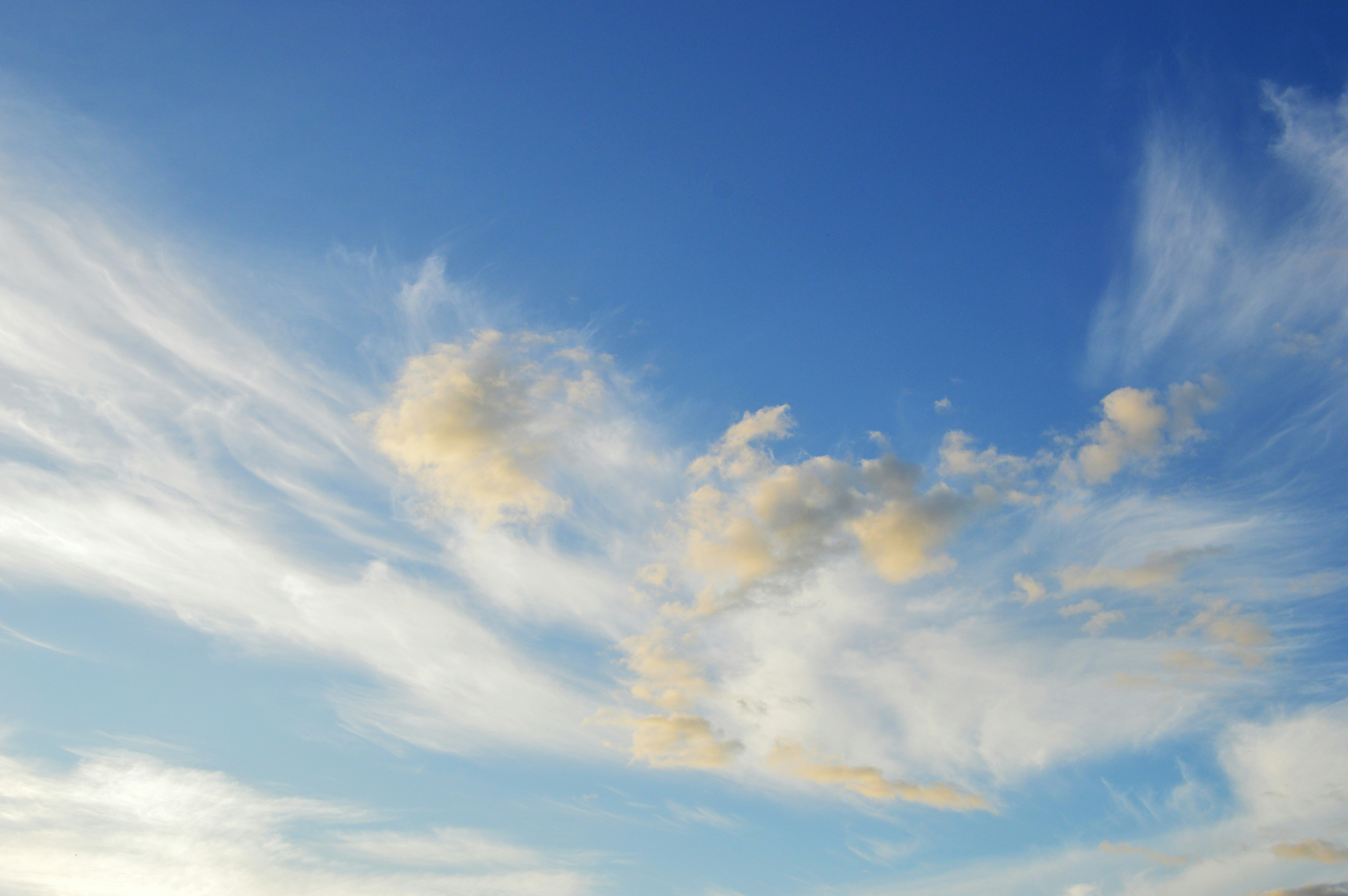 Photo by frosted_vulpes_ferrilata