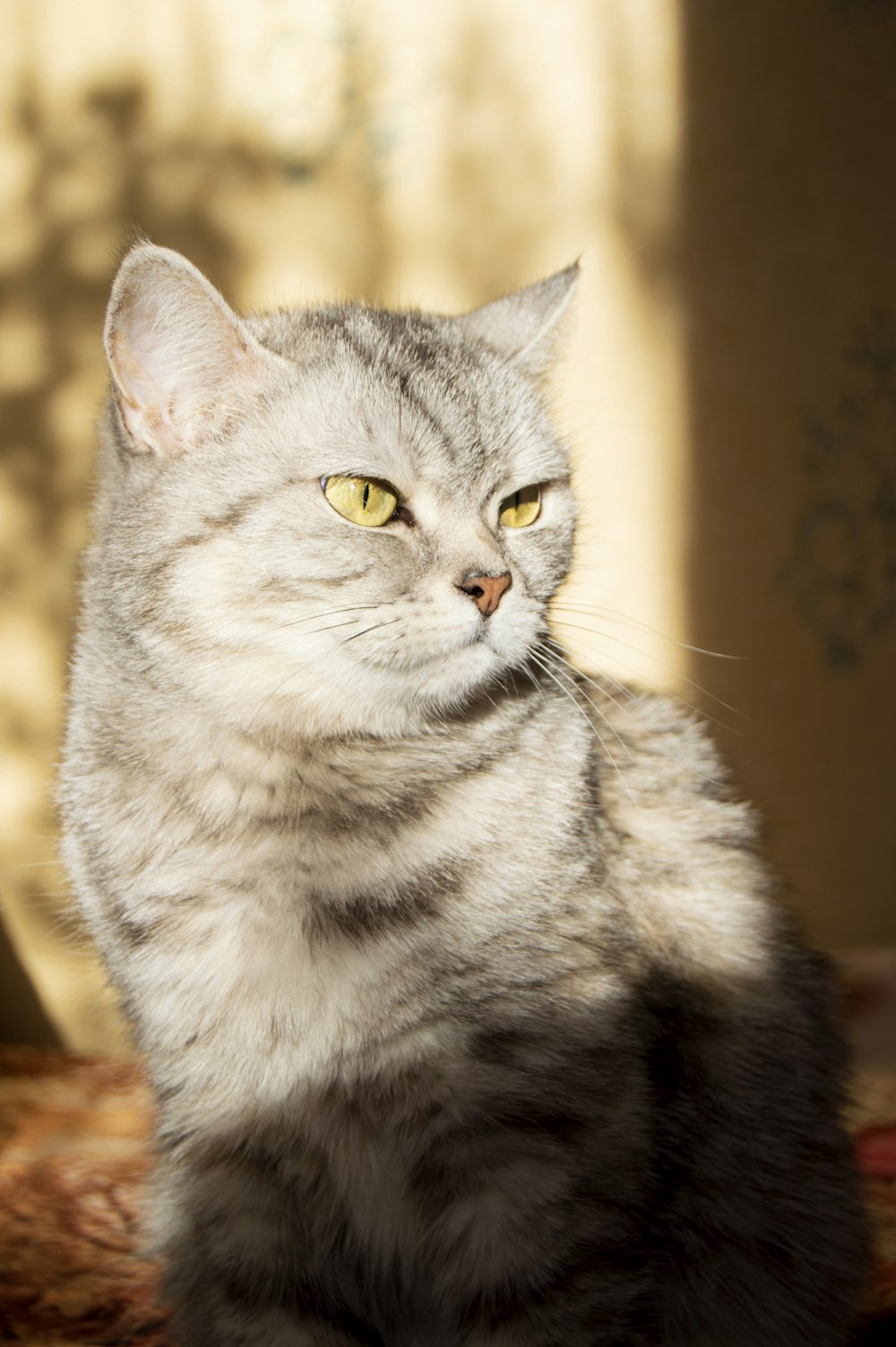 a gray cat sitting on top of a rug