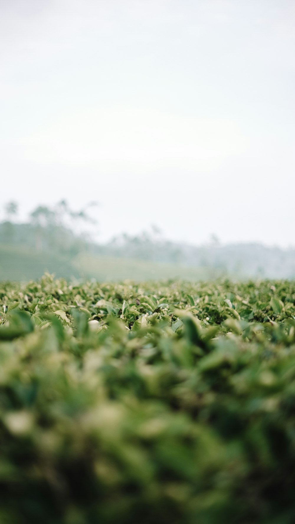 a field of green grass with trees in the background