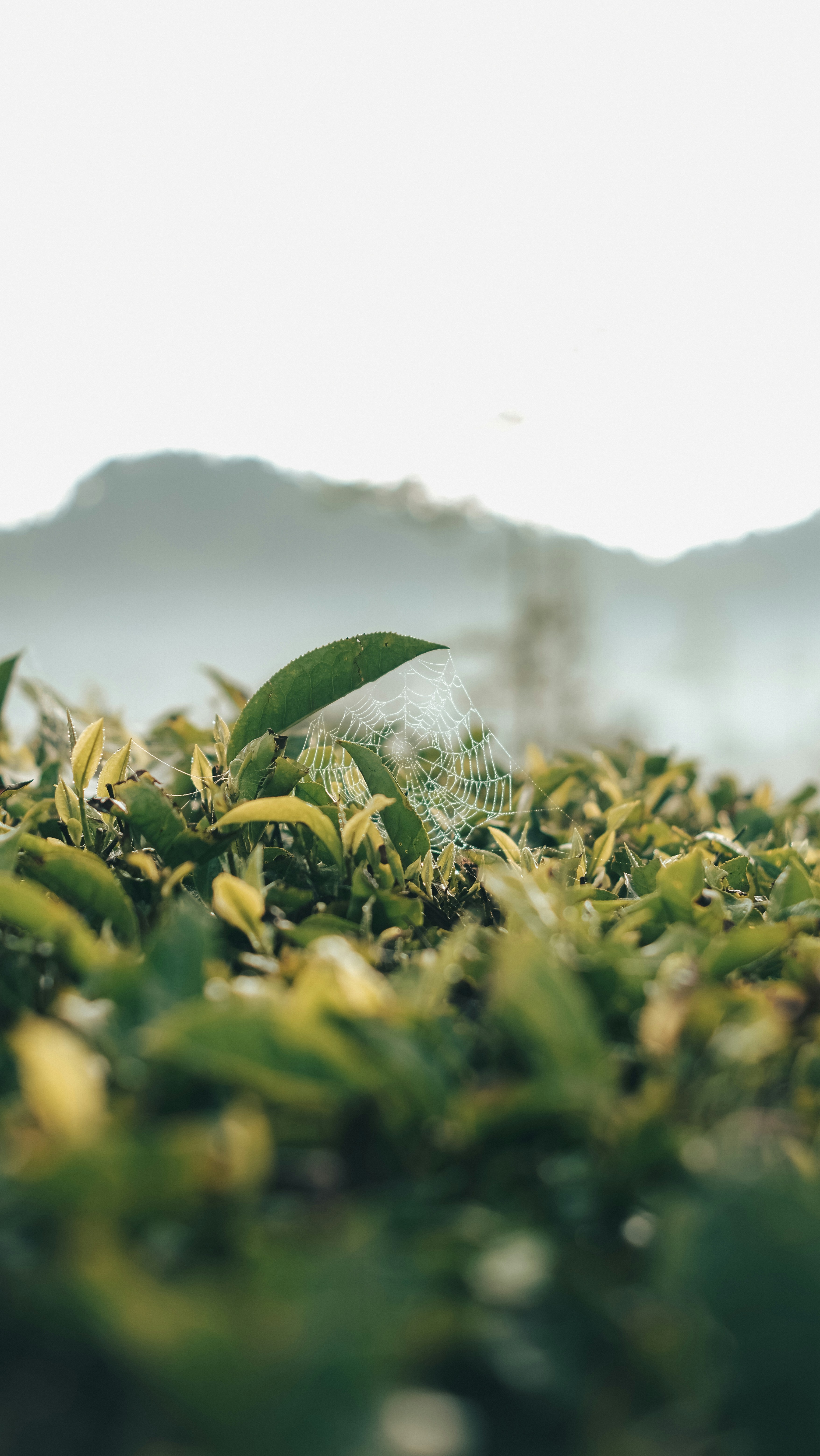 Photo by yusuprachman