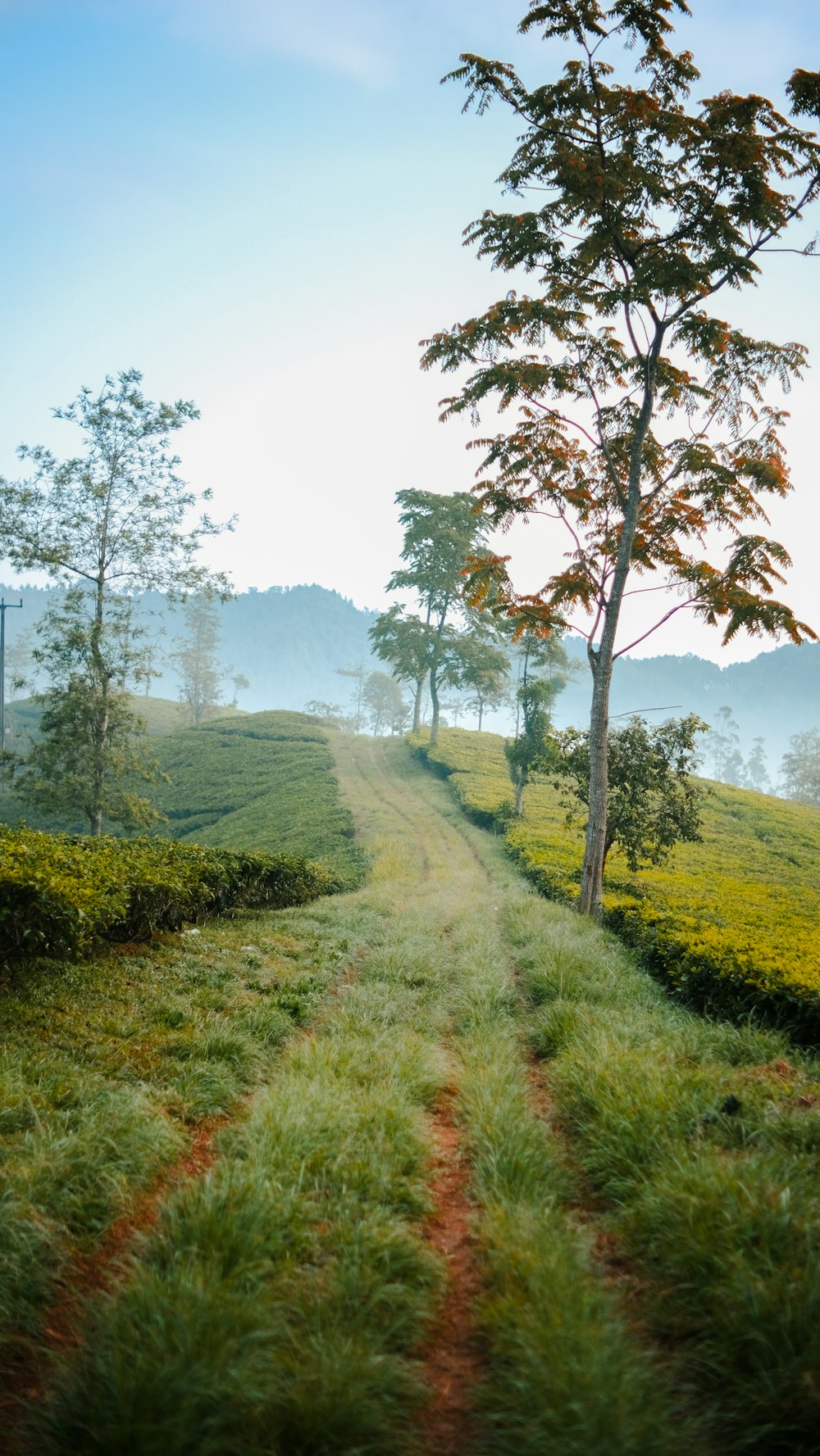 a dirt road going through a lush green field