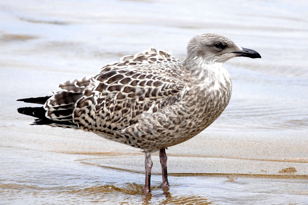 a seagull standing in shallow water on a beach