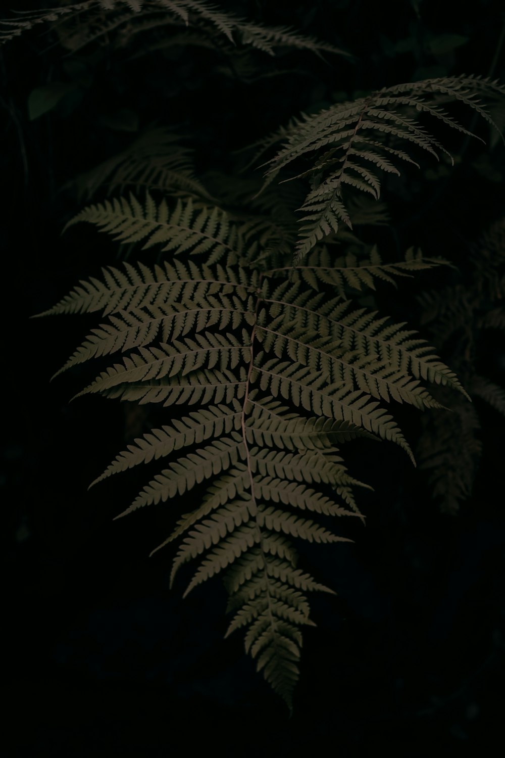 a close up of a fern in the dark