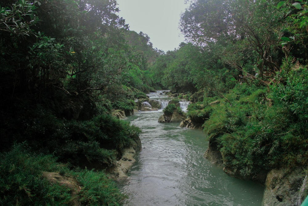 a river running through a lush green forest