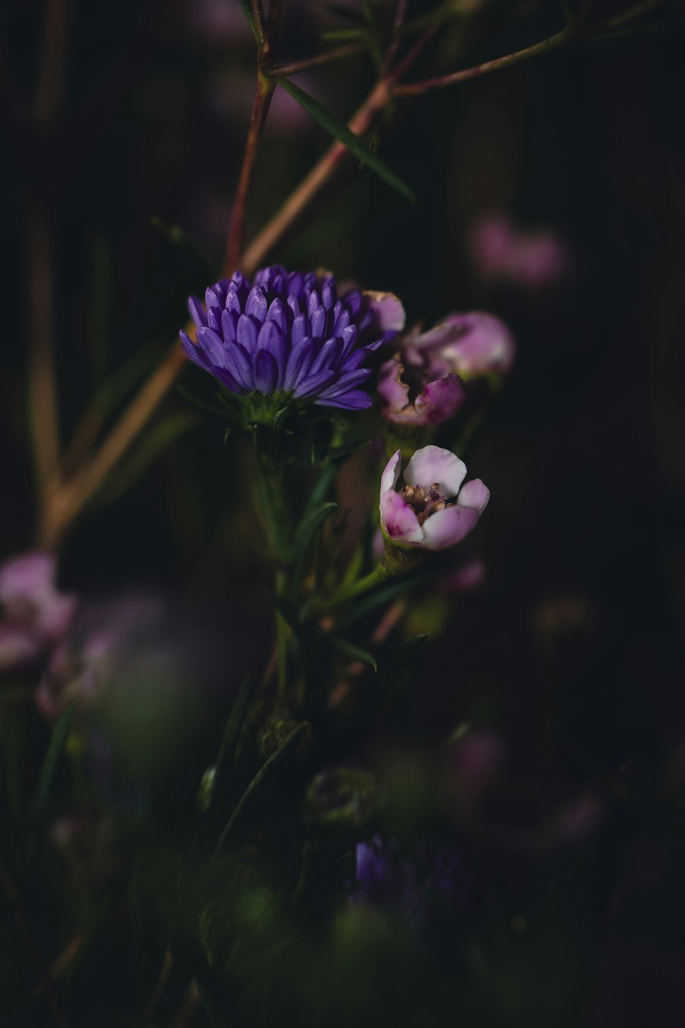 a close up of a purple flower with other flowers in the background