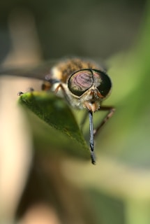 A close-up of a small, vibrant horsefly perched defiantly on a polished boardroom table.