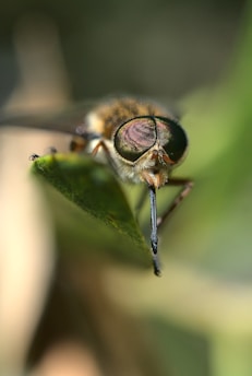 A close-up of a small, vibrant horsefly perched defiantly on a polished boardroom table.