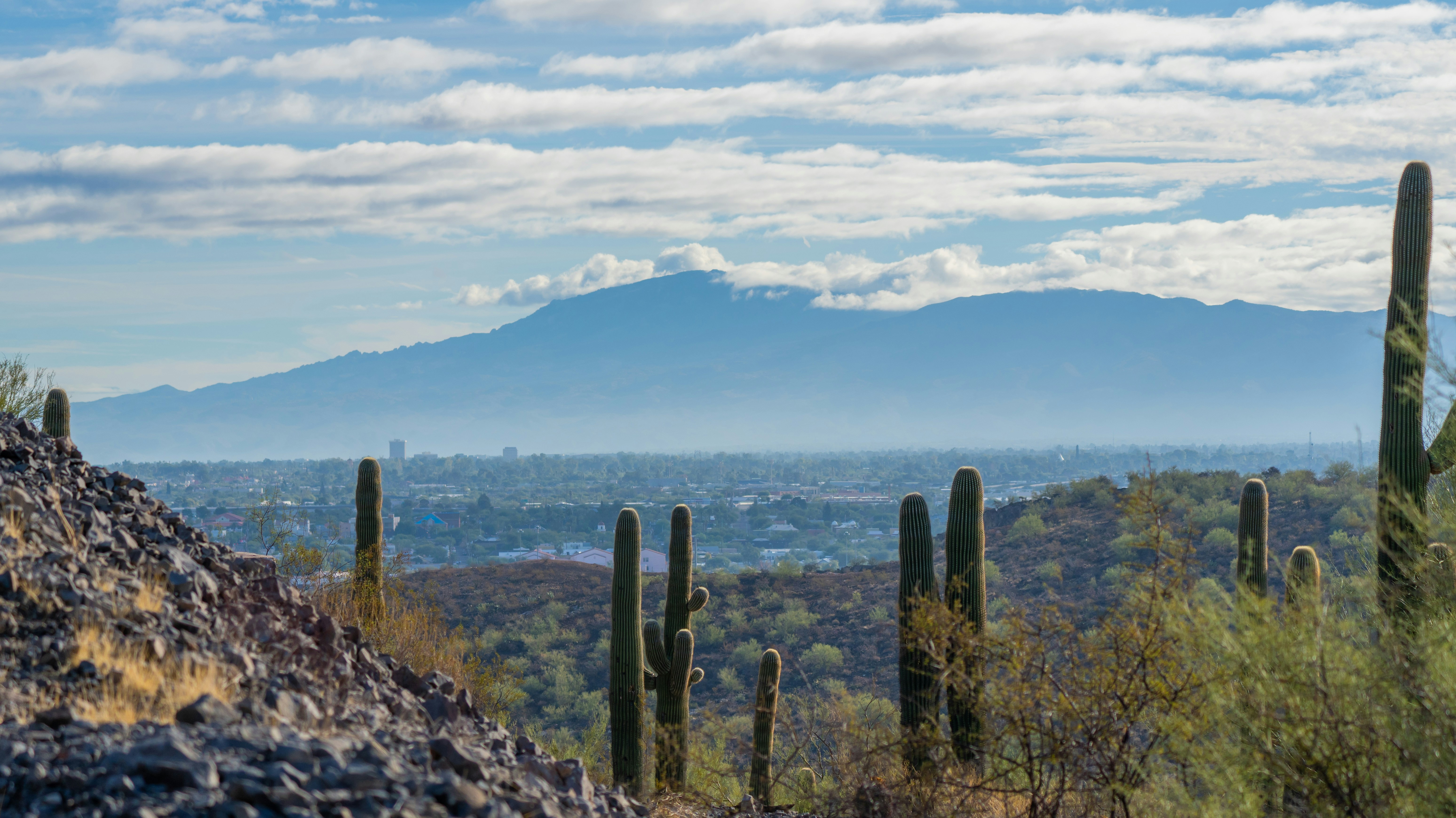 a view of a mountain range with cactus in the foreground