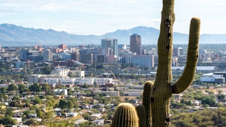 A cityscape with a foreground featuring large cacti. The skyline includes various buildings and skyscrapers set against a background of distant mountains under a clear sky.