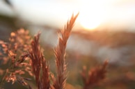 Sunset view over the garden nursery, with soft light illuminating the variety of plants.