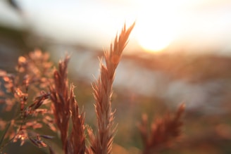 Sunset view over the garden nursery, with soft light illuminating the variety of plants.