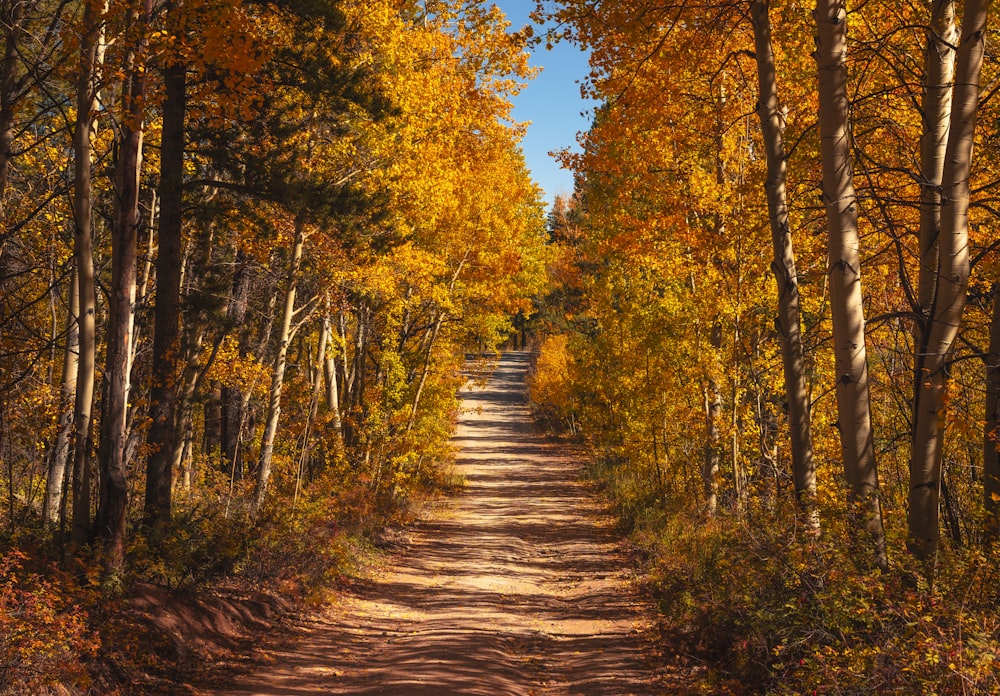 a dirt road surrounded by lots of trees