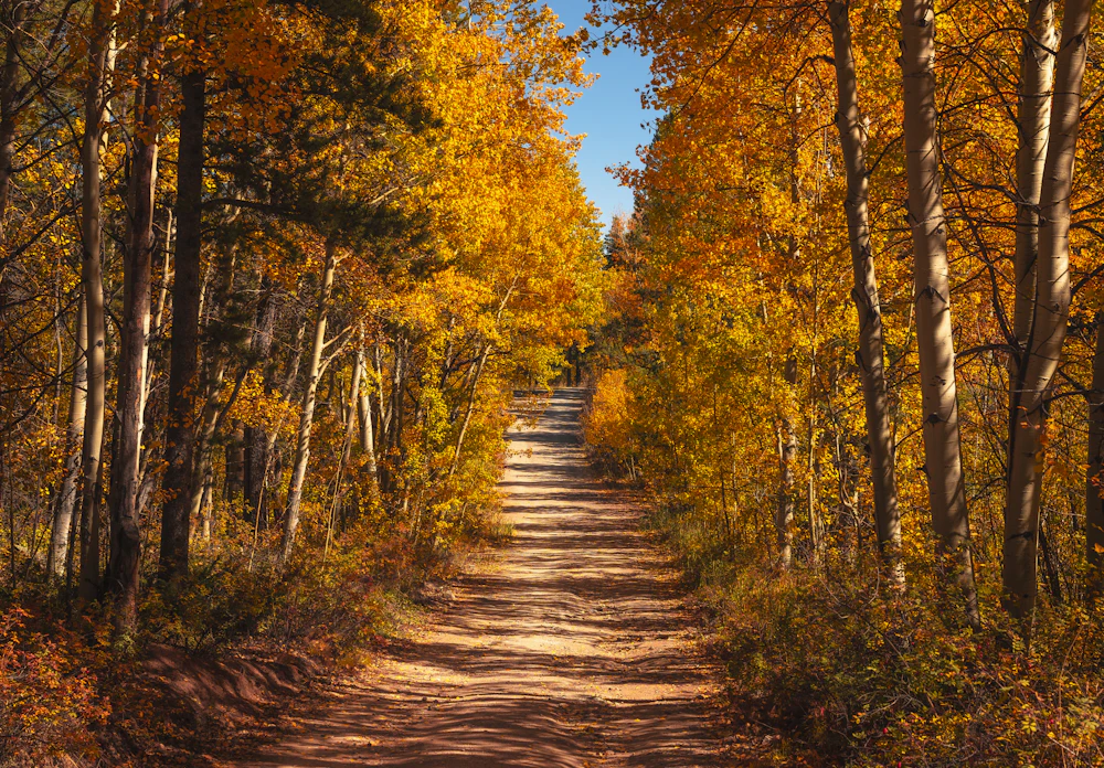 Dirt road through a forest in fall color