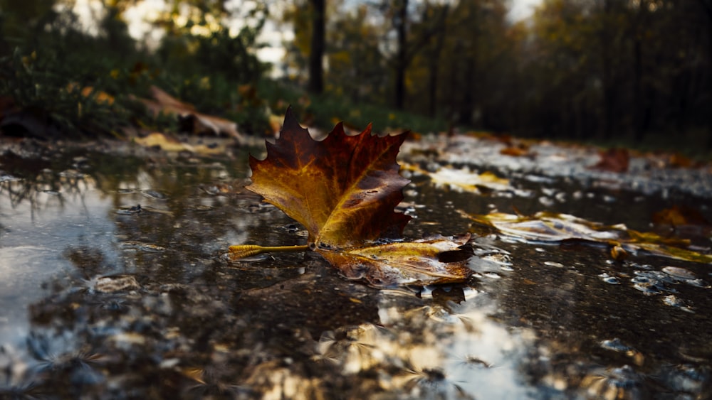 a leaf that is laying on the ground