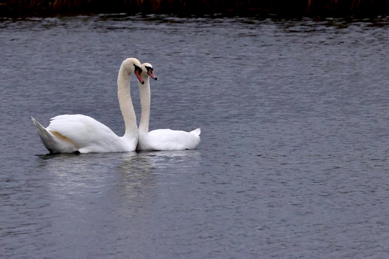 رمزية حب نخبوي على البحيرة