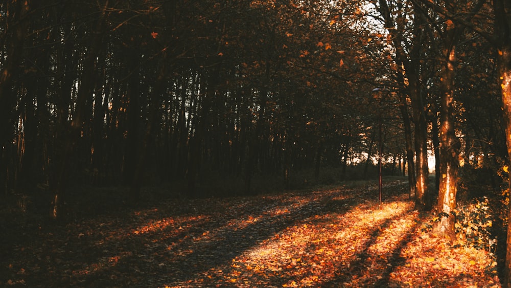 the sun shines through the trees in the woods