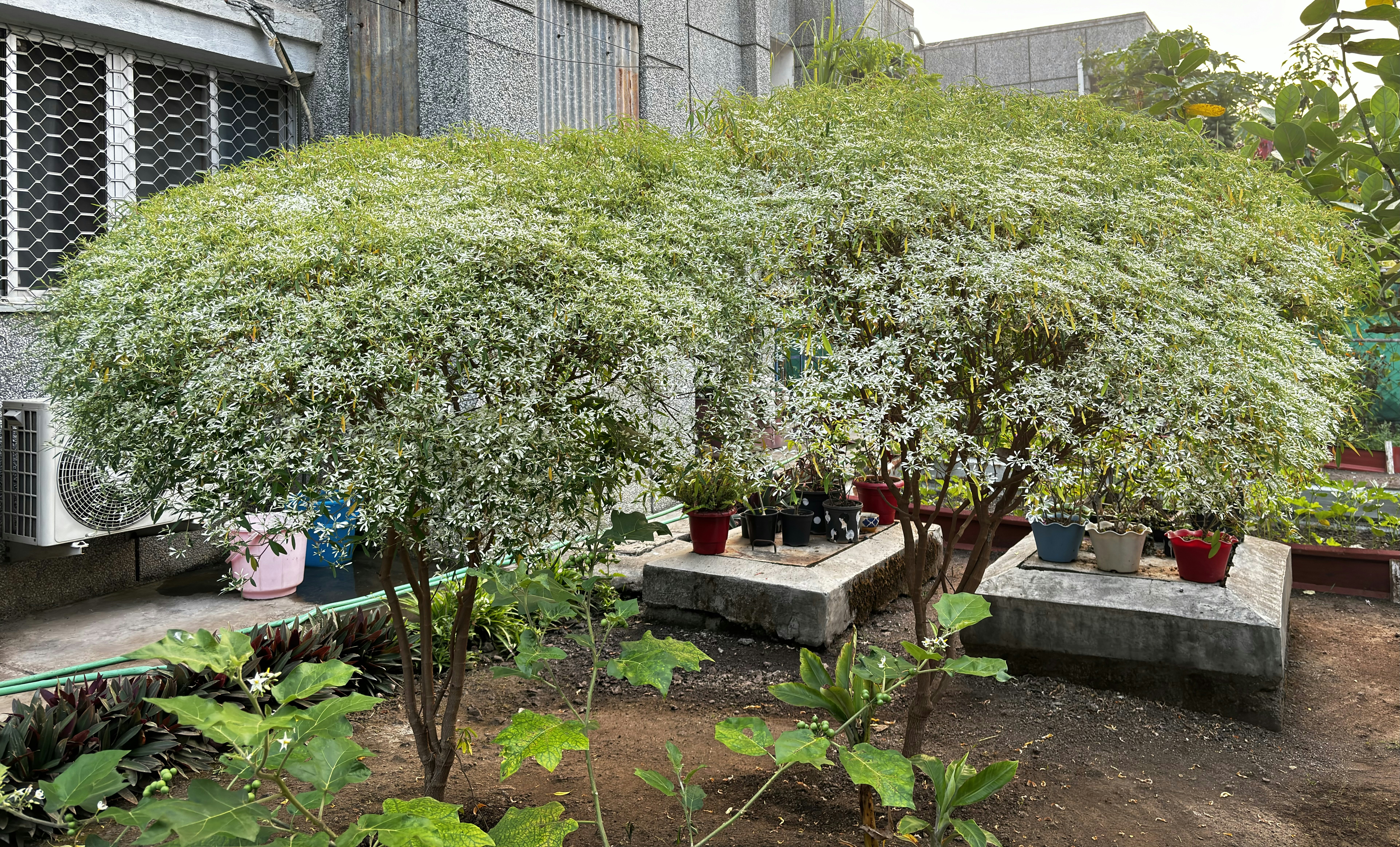 Kausarbaug Garden