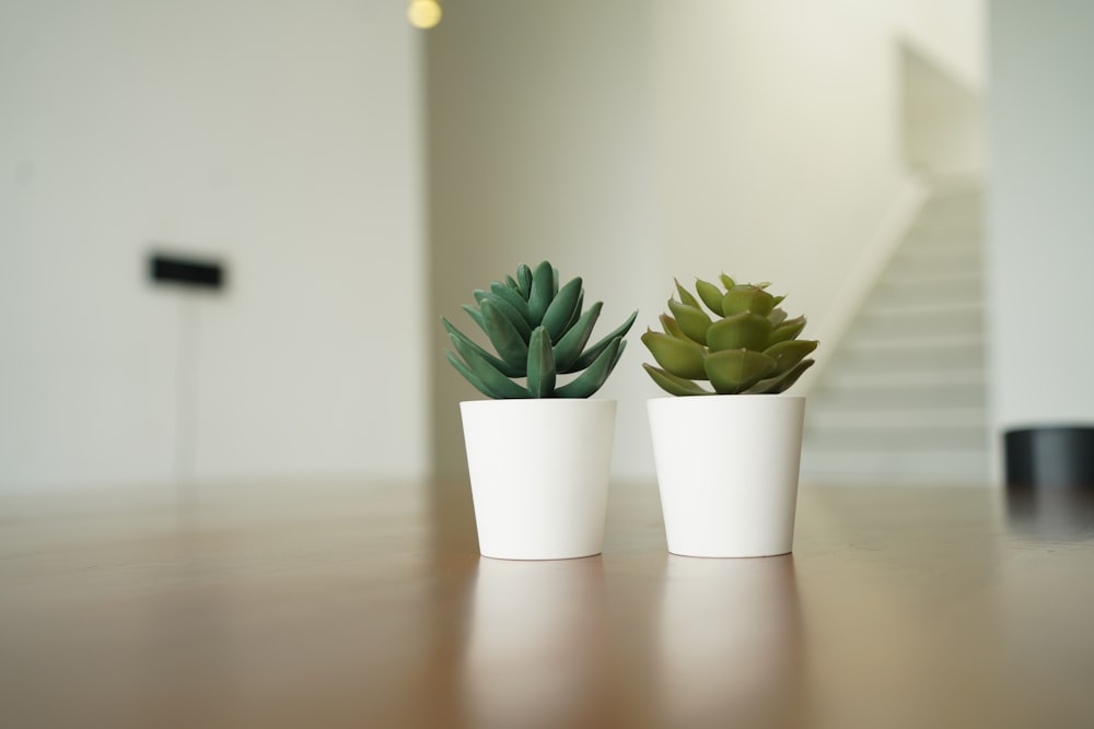 two small potted plants sitting on a table