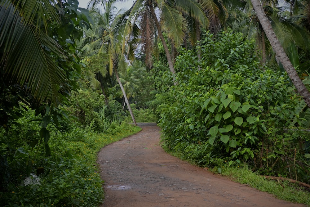 a dirt road surrounded by lush green trees