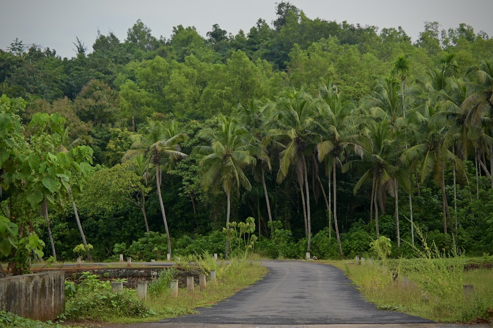 a dirt road surrounded by palm trees and a forest