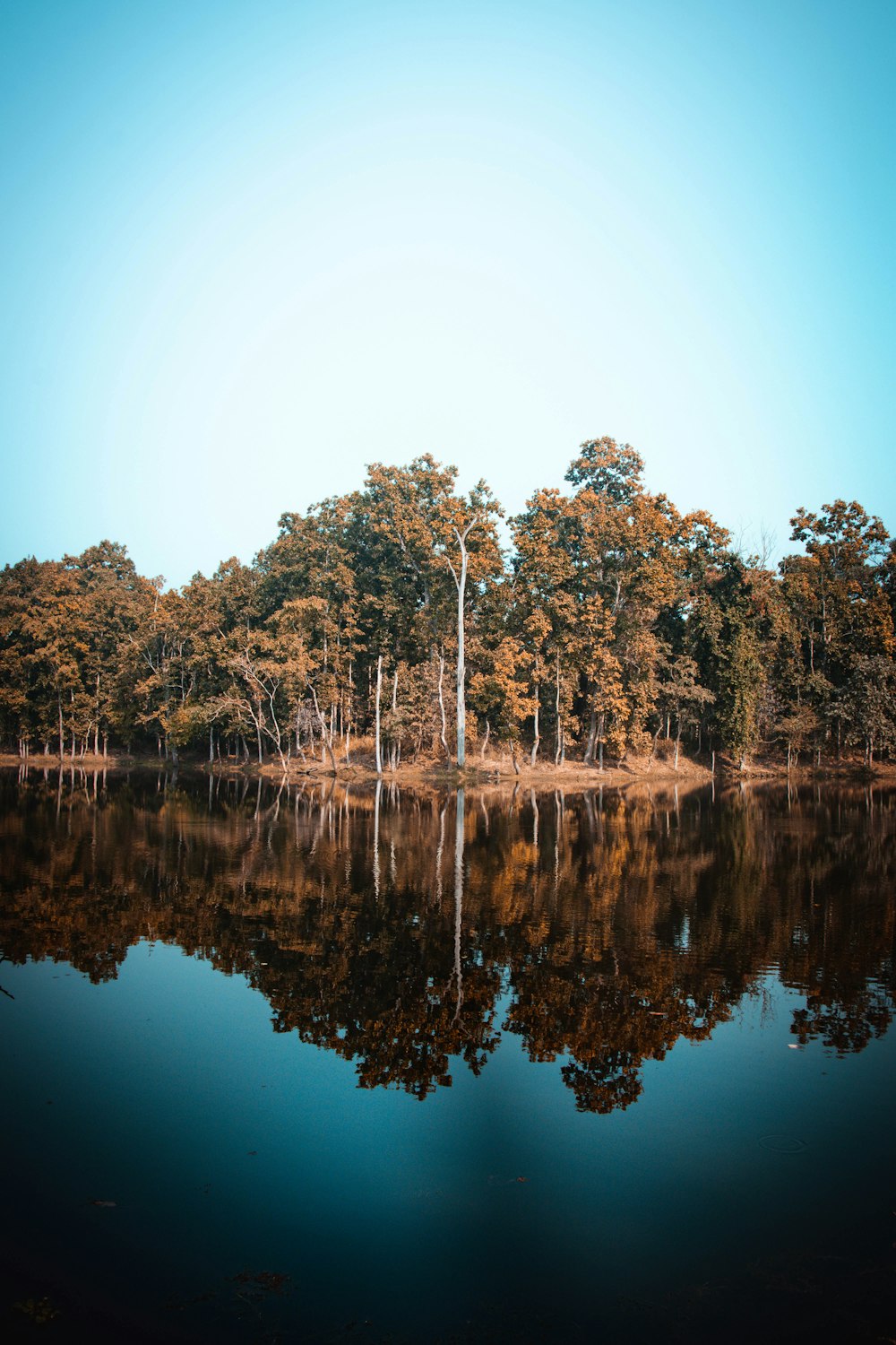 a body of water surrounded by lots of trees