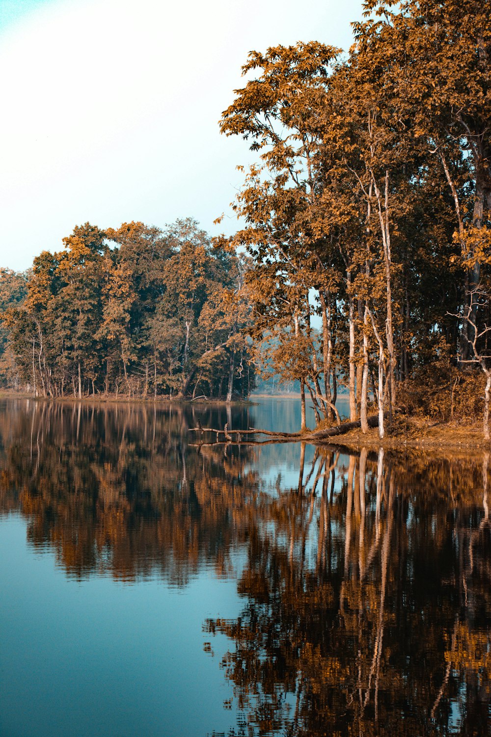 a large body of water surrounded by trees