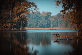 a large body of water surrounded by trees