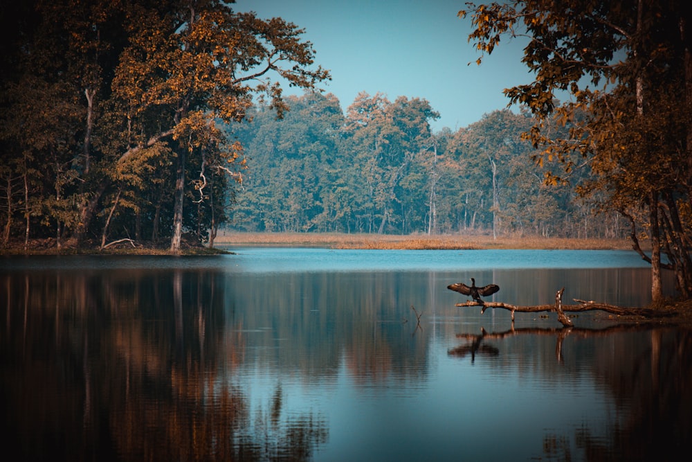 a large body of water surrounded by trees