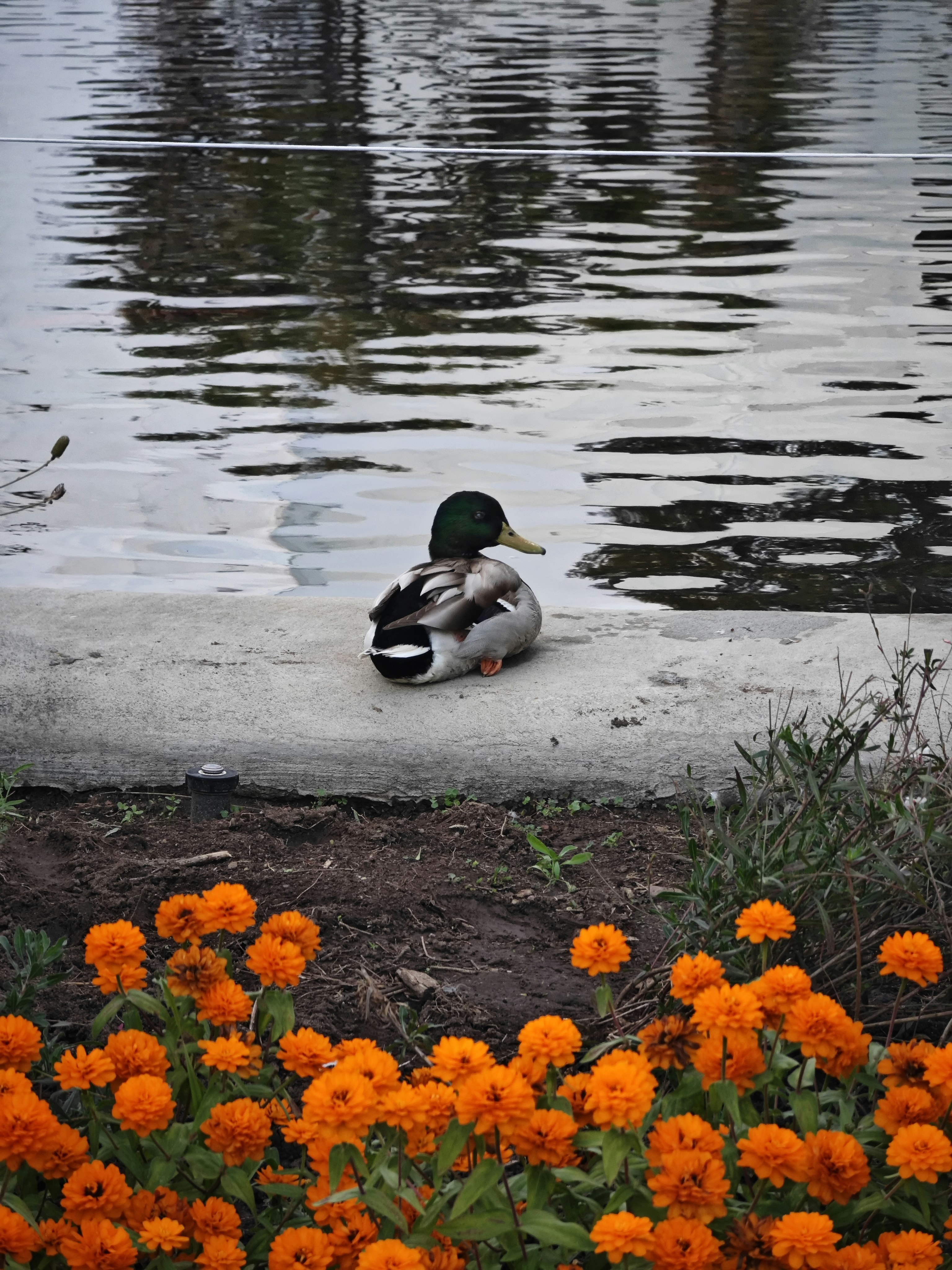 a duck sitting on the edge of a body of water