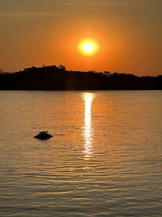 A serene river scene in Chobe with hippos and birds at sunset.