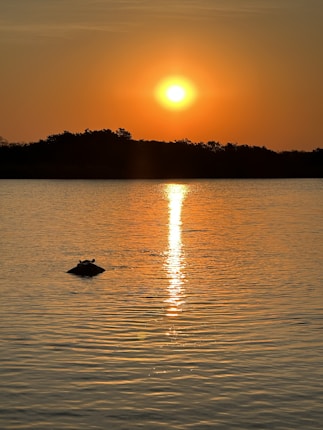 A serene sunset over a body of water with a hippo's head emerging in the foreground. The sun casts a golden reflection on the rippling surface, while a silhouette of trees lines the horizon.