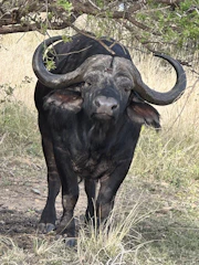 An African bull game card showing a powerful bull figure with tribal designs on a dark themed card.