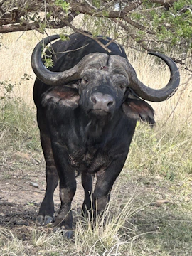 An African bull game card showing a powerful bull figure with tribal designs on a dark themed card.