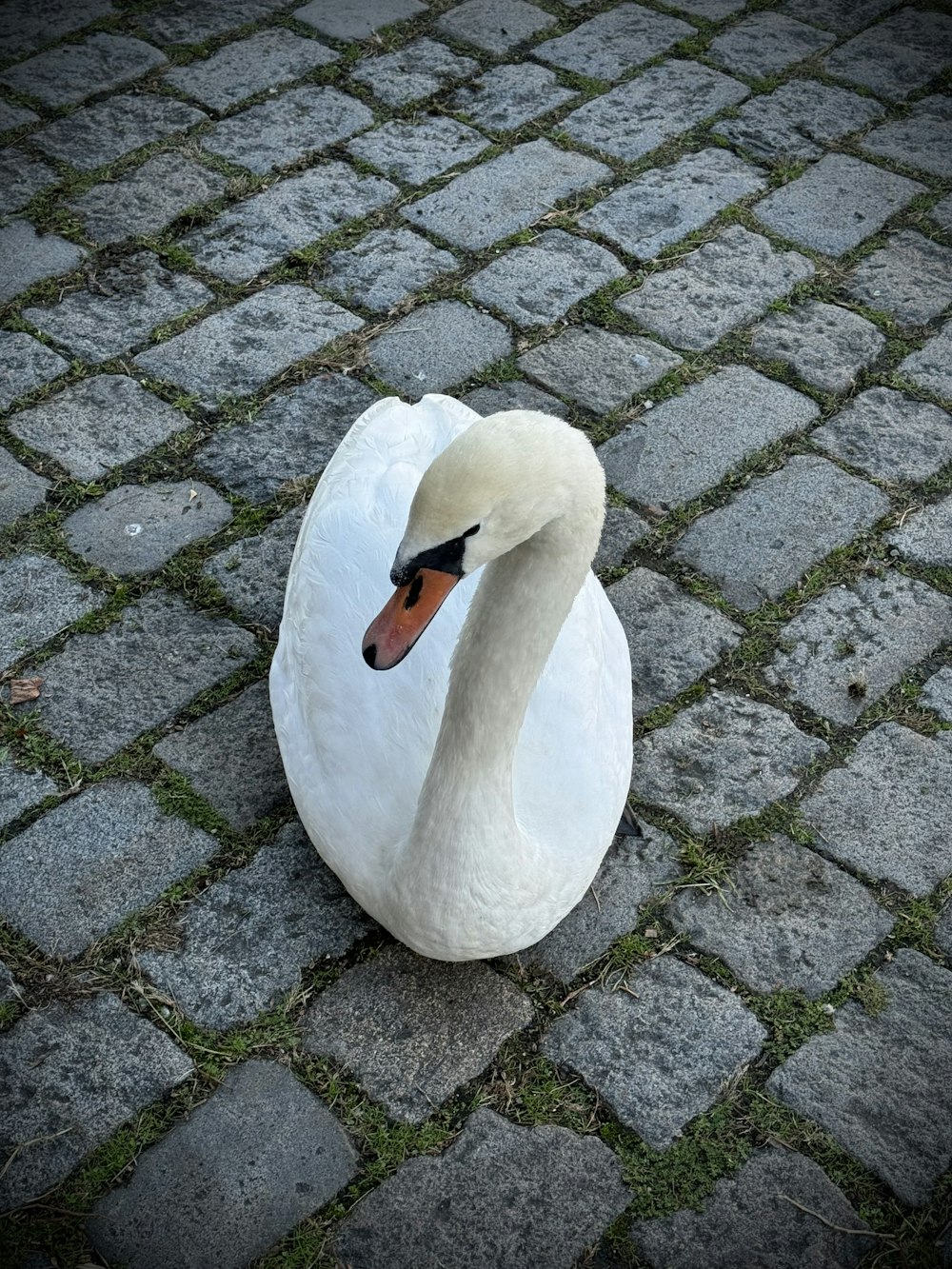 a white swan sitting on top of a brick road