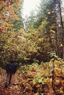 A serene forest scene with lush trees and foliage in the midst of autumn colors. A couple of hikers with backpacks walk along a leaf-covered trail winding through the forest.