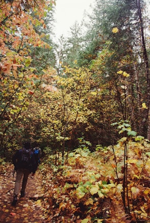 A serene forest scene with lush trees and foliage in the midst of autumn colors. A couple of hikers with backpacks walk along a leaf-covered trail winding through the forest.