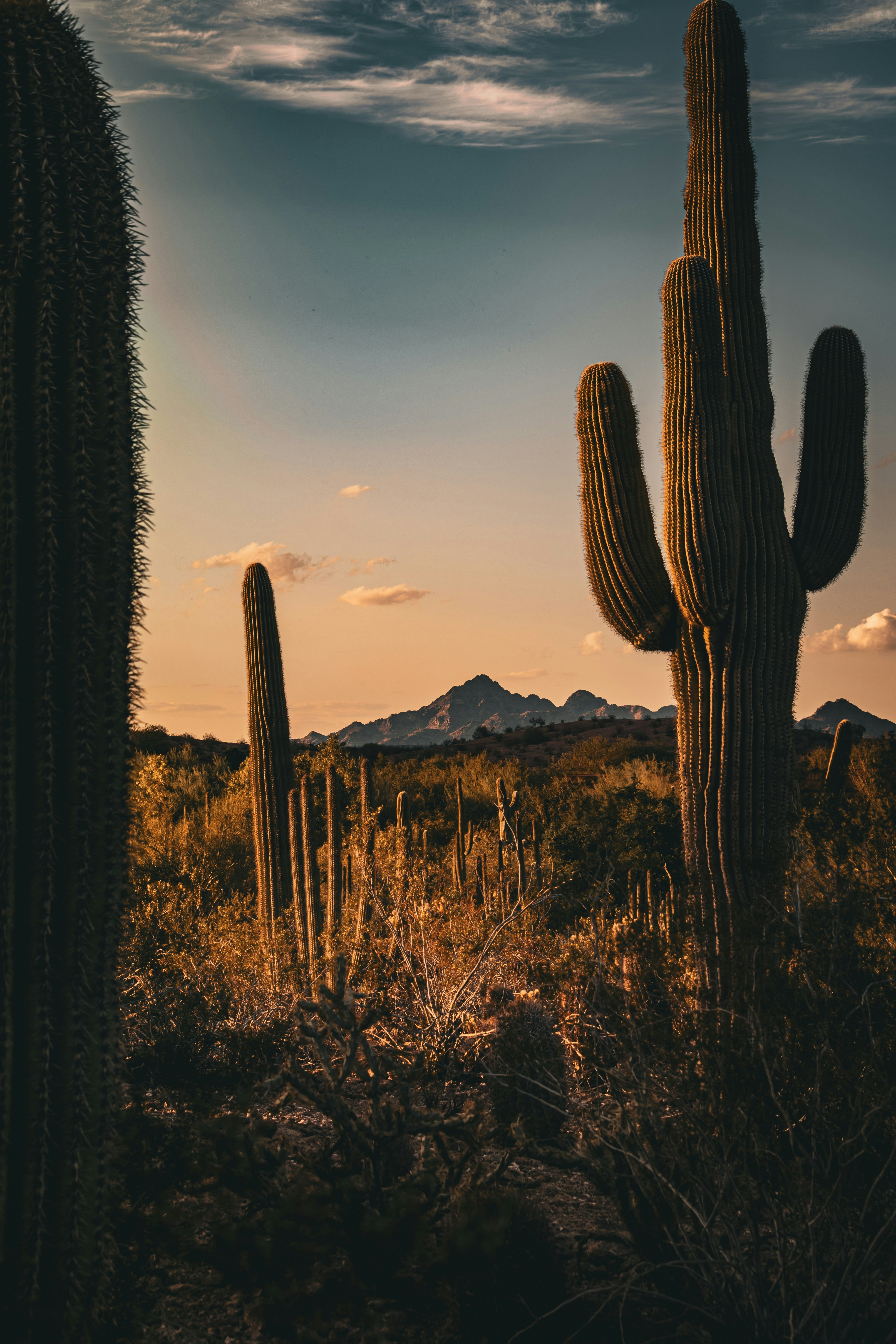 Le bon, la brute et le truand (1)