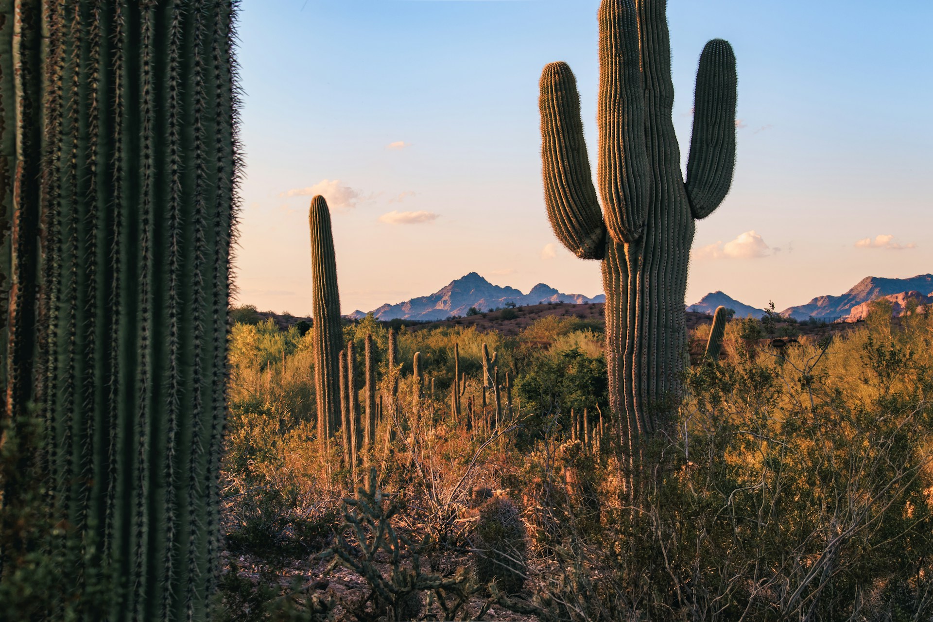 a large cactus with mountains in the background
