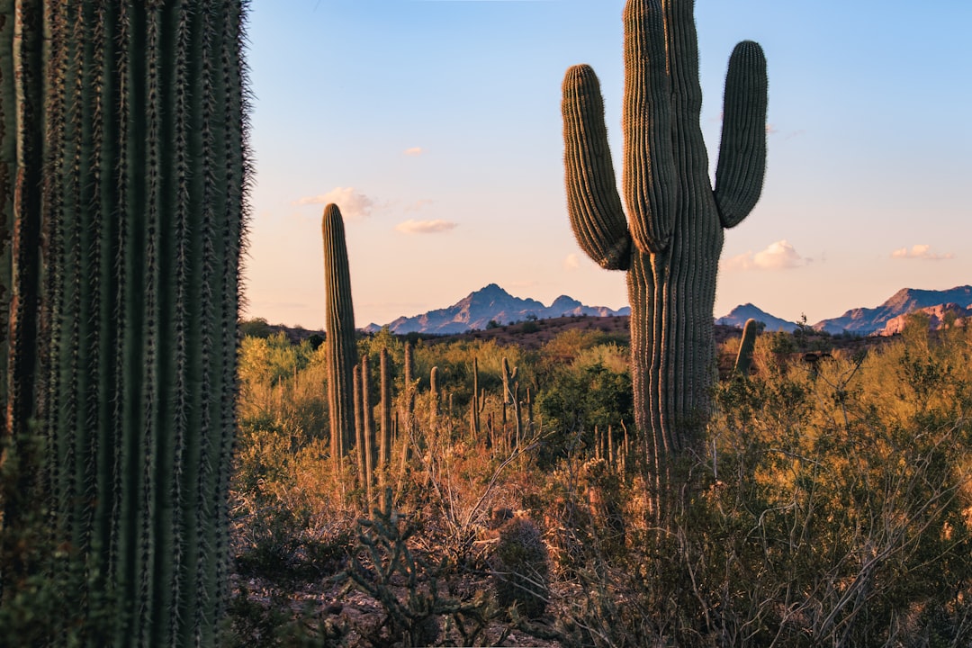 a large cactus with mountains in the background,