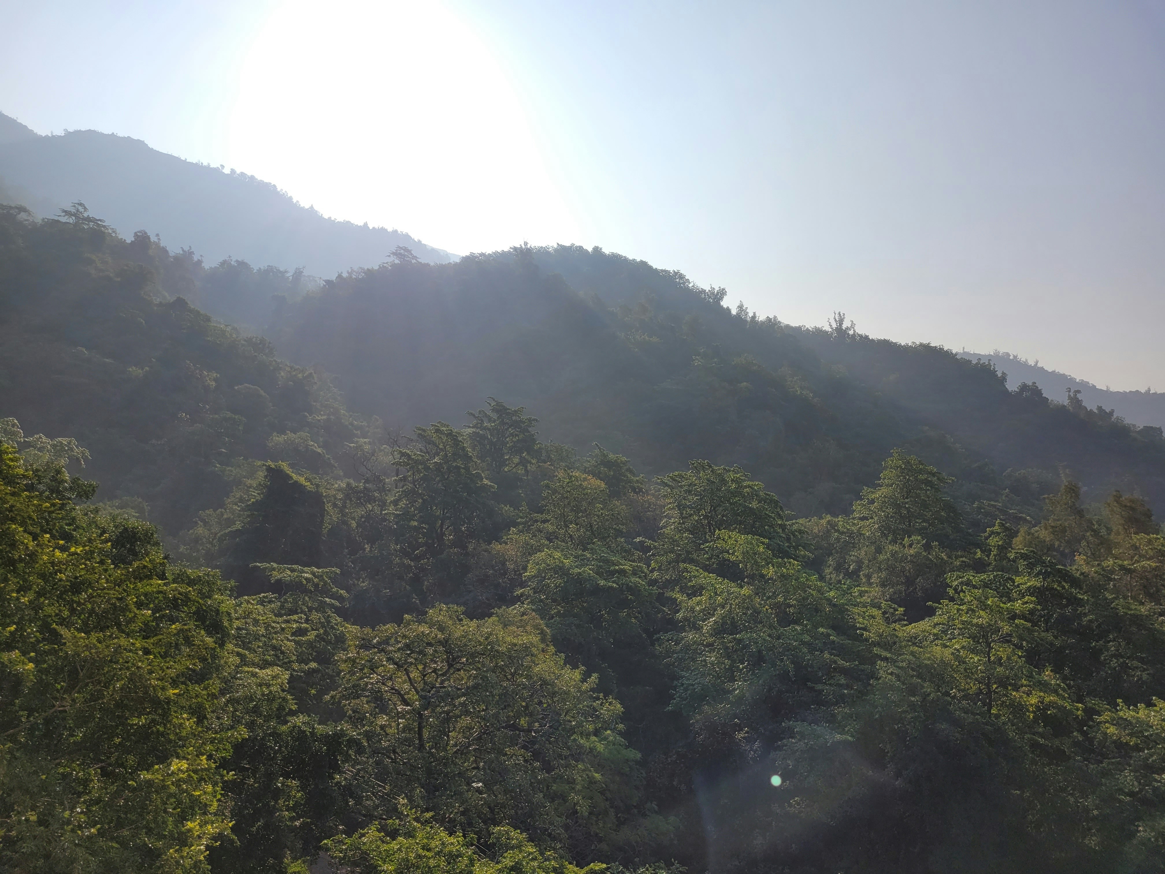 A winding road through a dense green forest, with a sign in Hindi pointing towards Rishikesh.