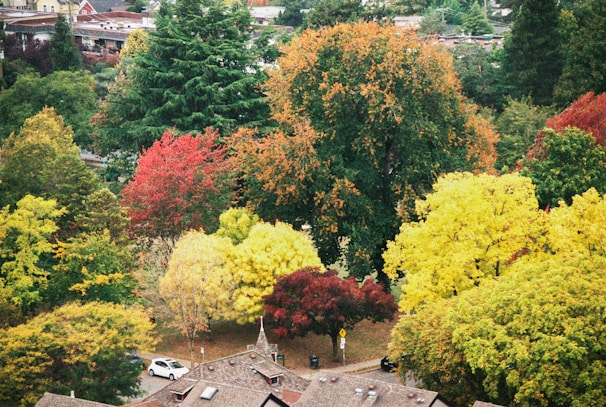 A vibrant autumn scene showcasing a row of pruned maples along a quiet street.