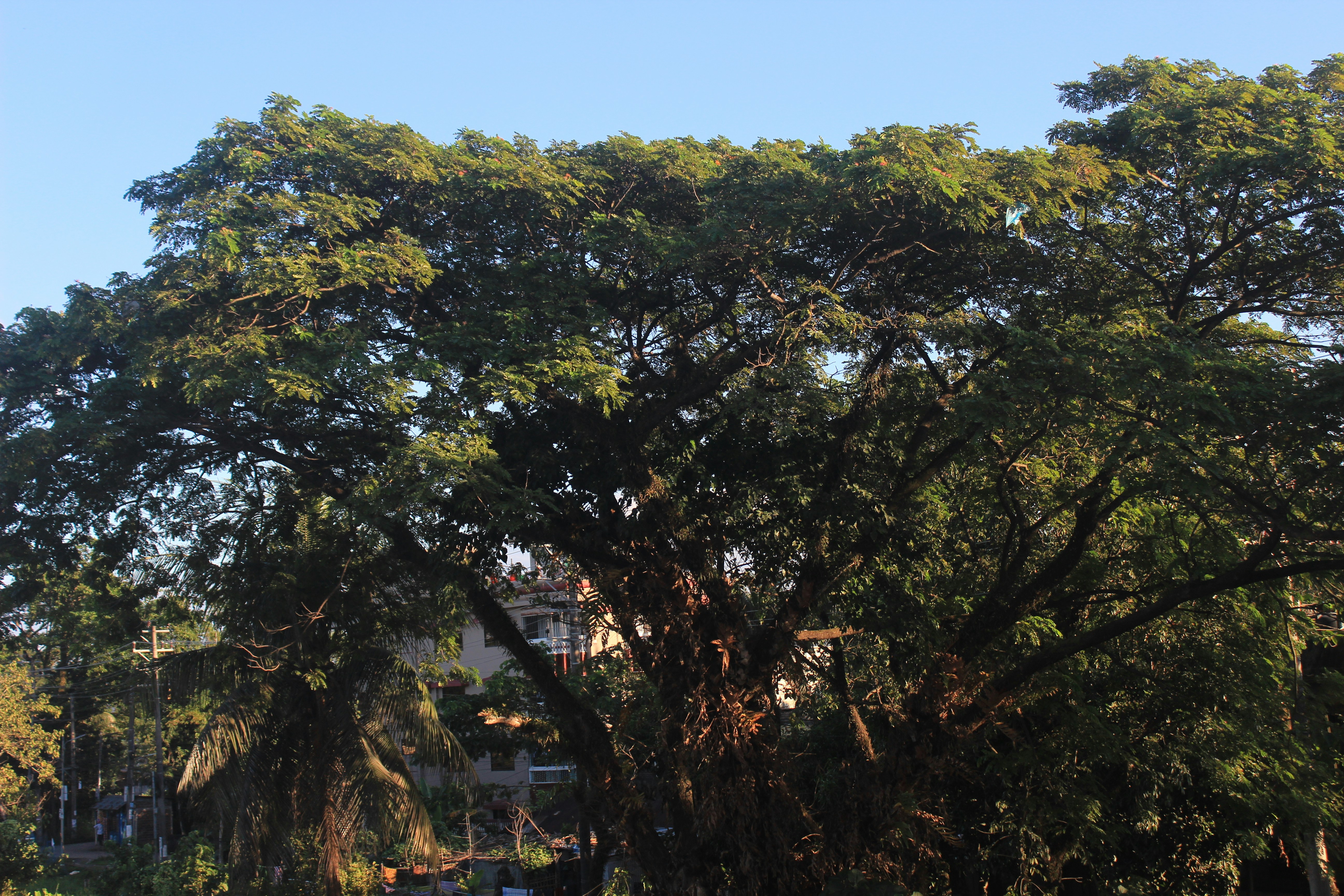 a large tree with lots of green leaves