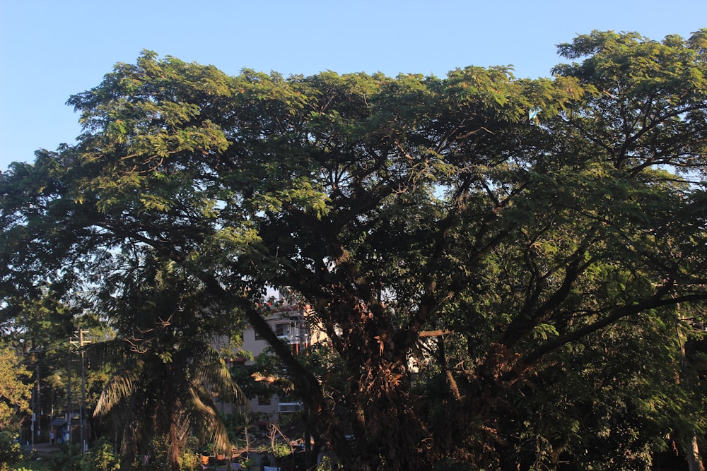 a large tree with lots of green leaves