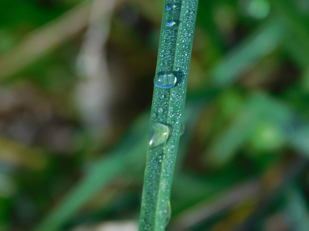a close up of a green plant with water droplets on it